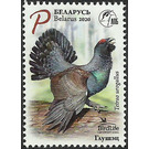 Western Capercaillie (Tetrao urogallus) - Belarus 2020