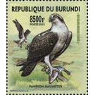 Western Osprey (Pandion haliaetus) - East Africa / Burundi 2016