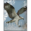Western Osprey (Pandion haliaetus) - Netherlands 2020 - 1