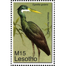 Western Reef Heron (Egretta gularis) - South Africa / Lesotho 2007 - 15