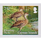 Whistling Ducks - Caribbean / Cayman Islands 2020 - 75
