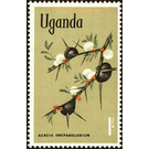 Whistling Thorn (Acacia drepanolobium) - East Africa / Uganda 1969 - 1