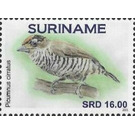 White-barred piculet (Picumnus cirratus) - South America / Suriname 2021