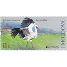 White Stork (Ciconia ciconia) - Moldova 2019 - 11