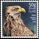 White-tailed Eagle (Haliaeetus albicilla) - Iceland 2019