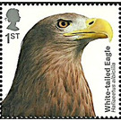 White-tailed Eagle (Haliaeetus albicilla) - United Kingdom 2019