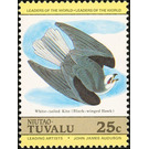White-tailed Kite (Elanus leucurus) - Polynesia / Tuvalu, Niutao 1985
