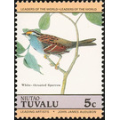 White-throated Sparrow (Zonotrichia albicollis) - Polynesia / Tuvalu, Niutao 1985