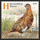 Willow Ptarmigan (Lagopus lagopus) in Summer - Belarus 2020