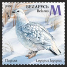 Willow Ptarmigan (Lagopus lagopus) in Winter - Belarus 2020