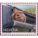 Wood Mouse (Apodemus sylvaticus) - Switzerland 2021 - 100