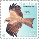 Yellow-Billed Kite (Milvus aegyptius) - South Africa / Namibia 2020