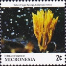 Yellow finger sponge - Micronesia / Micronesia, Federated States 2015 - 2