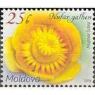 Yellow Water Lily (Nuphar lutea) - Moldova 2019 - 25