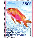 Yellowfin Bass (Anthias nicholsi) - West Africa / Ivory Coast 2014 - 350