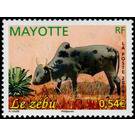 Zebu (Bos primigenius indicus) - East Africa / Mayotte 2008 - 0.54