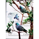 Zurita Pigeons - Caribbean / Cuba 2020