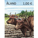 2 Oxen - Åland Islands 2020 - 1