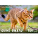 Abyssinian Cat - West Africa / Guinea-Bissau 2020 - 750