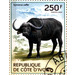 African Buffalo (Syncerus caffer) - West Africa / Ivory Coast 2014 - 250