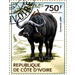 African Buffalo (Syncerus caffer) - West Africa / Ivory Coast 2014 - 750