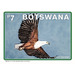 African Fish Eagle (Haliaeetus vocifer) - South Africa / Botswana 2021 - 7