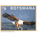 African Fish Eagle (Haliaeetus vocifer) - South Africa / Botswana 2021 - 9