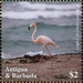 American flamingo (Phoenicopterus ruber) - Caribbean / Antigua and Barbuda 2020 - 2