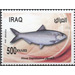 American shad (Alosa sapidissima) - Iraq 2019 - 500