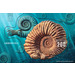 Ammonite  - Switzerland 2015 - 200 Rappen