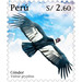 Andean condor (Vultur gryphus) - South America / Peru 2020 - 2.60