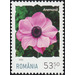 Anemone - Romania 2020 - 53.50