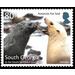 Antaractic Fur Seal : Two Females - Falkland Islands, Dependencies 2018 - 80