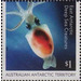 Antarctic Neosquid (Alluroteuthis antarcticus) - Australian Antarctic Territory 2017 - 1