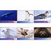 Antartic Wildlife - Micronesia / Marshall Islands 2020 Set