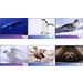 Antartic Wildlife - Micronesia / Marshall Islands 2020 Set