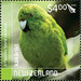 Antipodes Island Parakeet (Cyanoramphus unicolor) - New Zealand 2020 - 4