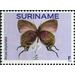 Arcas imperialis - South America / Suriname 2020