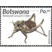 Armoured Ground Cricket - South Africa / Botswana 2019 - 0.50