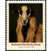 Barbados Blackbelly Sheep - United States of America 2021