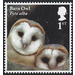 Barn Owl chicks - Tyto alba - United Kingdom 2018