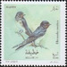 Barn Swallow (Hirundo rustica) - North Africa / Algeria 2020 - 25