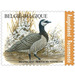 Barnacle Goose (Branta leucopsis) - Belgium 2020