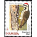 Bearded Woodpecker (Chloropicus namaquus) - South Africa / Namibia 2020