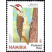 Bennett&#039;s Woodpecker (Campethera bennettii) - South Africa / Namibia 2020