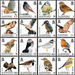Birds of Alderney Definitives (2020) - Alderney 2020 Set