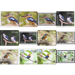 Birds of the World: Kingfishers (2020) - Polynesia / Cook Islands 2020 Set