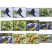 Birds of the World: Parrots (2020) - Cook Islands, Rarotonga 2020 Set