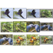 Birds of the World: Parrots (2020) - Cook Islands, Rarotonga 2020 Set