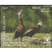 Black-Bellied Whistling Duck (Dendrocygna autumnalis) - Polynesia / Cook Islands 2020 - 5.50